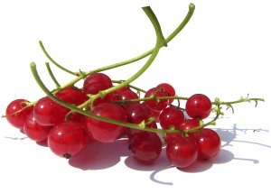 דומדומית אדומה